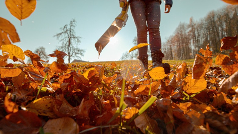 Low angle view of leaf blower pushing leaves toward camera