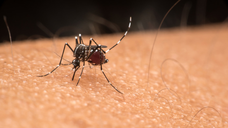 A closeup of a mosquito on a hand