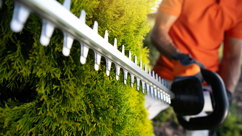 Using an electric hedge trimmer to shape a green hedge.