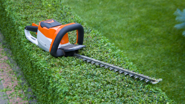 Hedge trimmer lying on a freshly trimmed hedge.