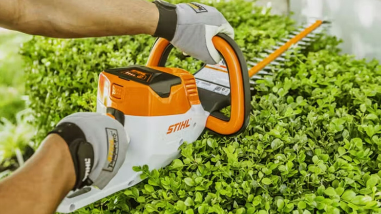Trimming a hedge with the Stihl HSA 56 Cordless Hedge Trimmer.