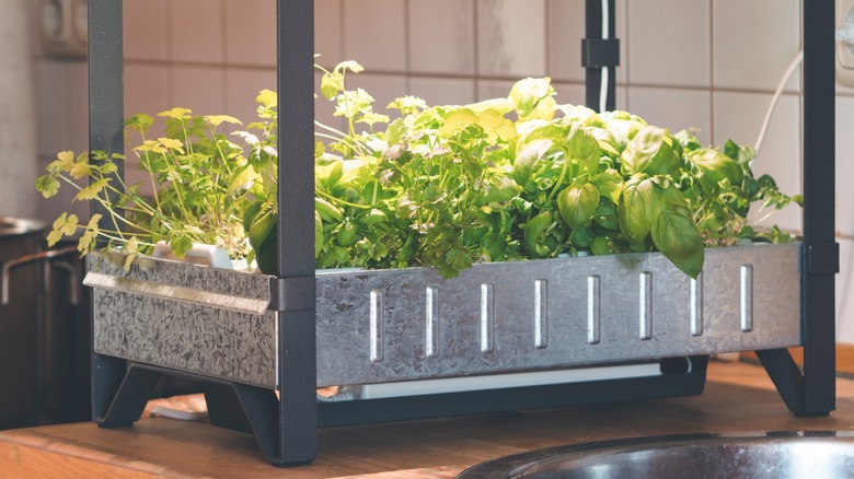 Indoor garden on countertop