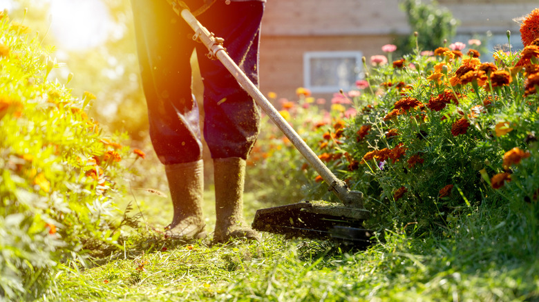 Strimming the yard at sunset.