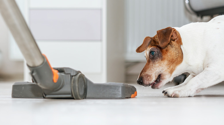 Vacuum cleaner pet dog