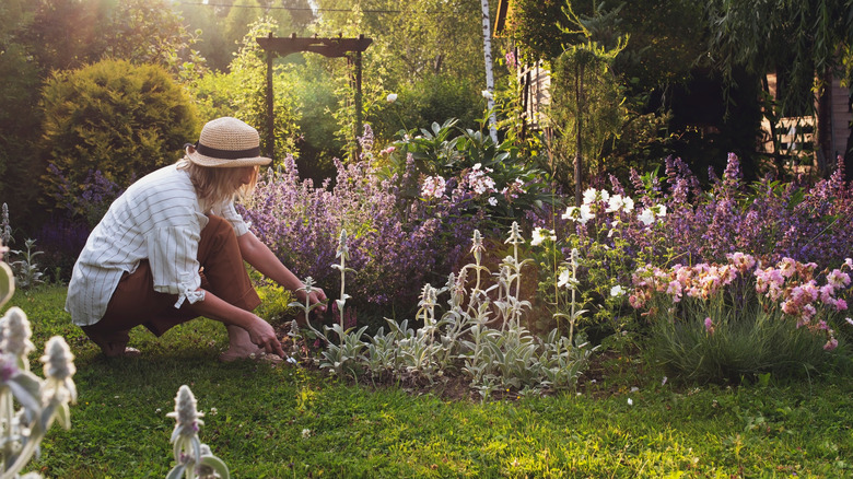 A woman tending to a bush in a yard