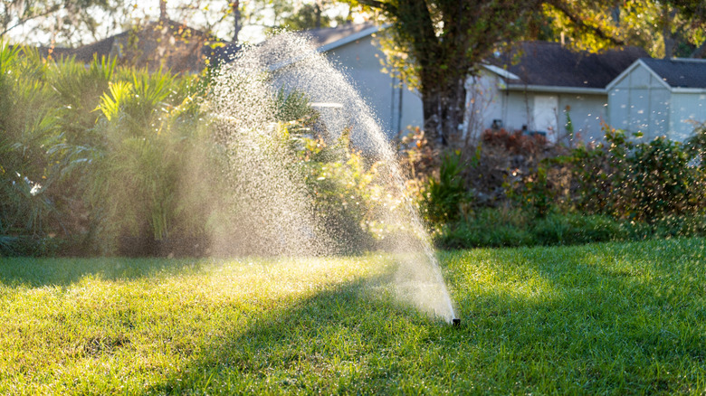 A sprinkler active in a yard during the day