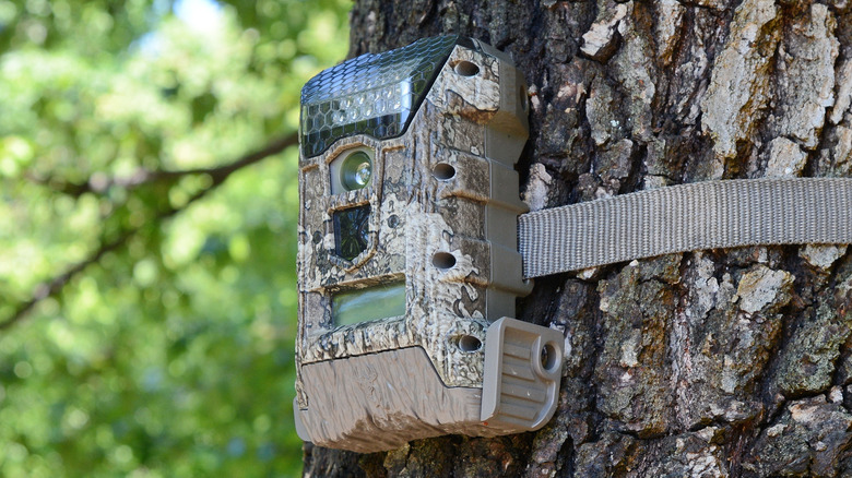 Trail Camera Tree