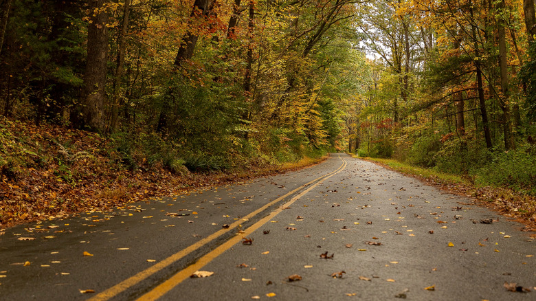Old Mine road passing through a forest in autumn