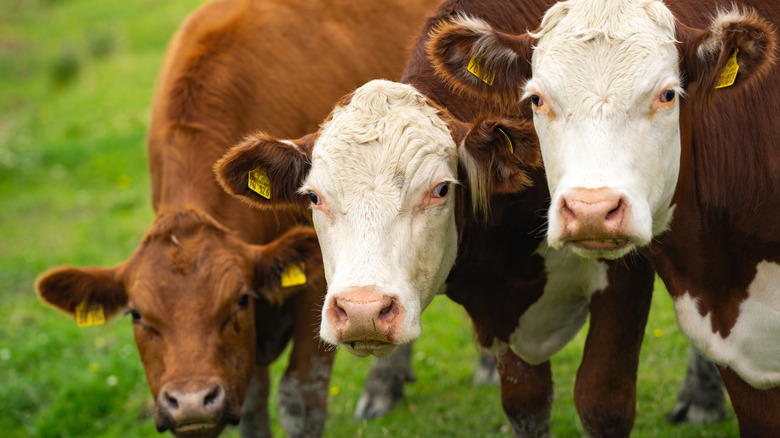 Three cows facing the camera