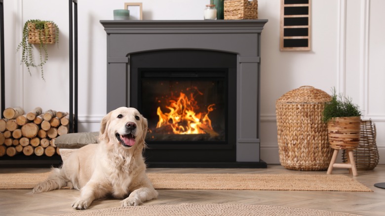 dog in front of electric fireplace