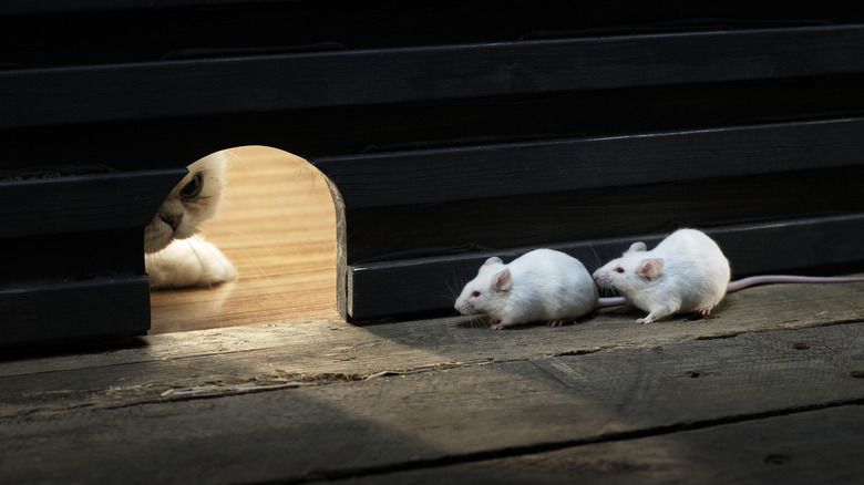 mouse hiding behind hole with cat on the other side