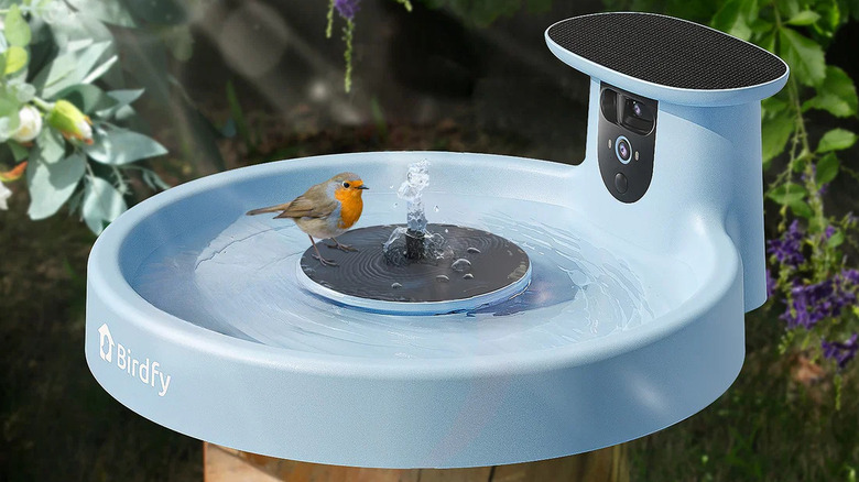 A robin in a blue smart bird bath with a camera.