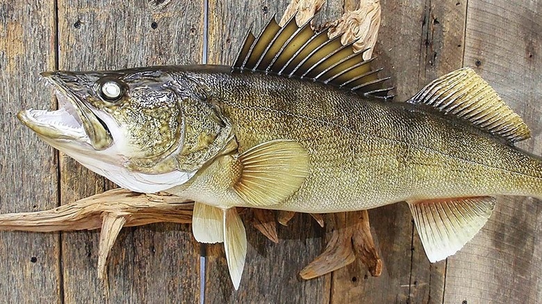 Example photo of a mounted Walleye fish from Bass Pro Shops Wildlife Creation Taxidermy.