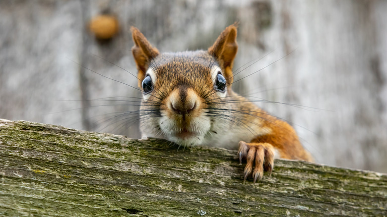 Squirrel on house