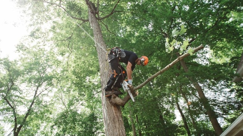 cutting branch while in a tree with Stihl MS 151 T C-E chainsaw