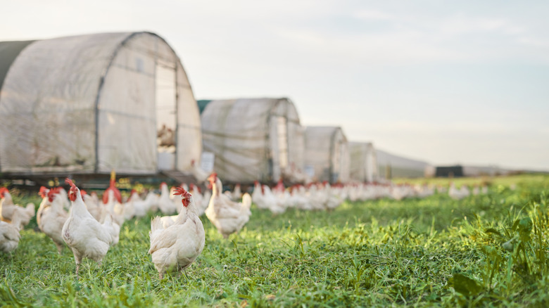 Chickens on a chicken farm