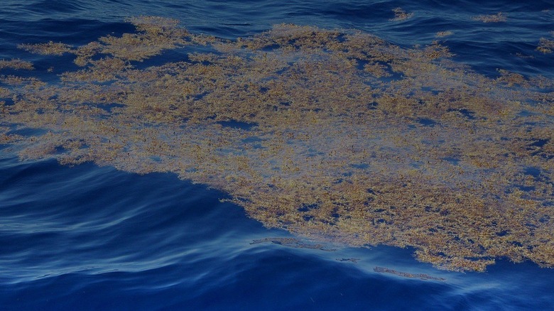 A mat of sargassum seaweed