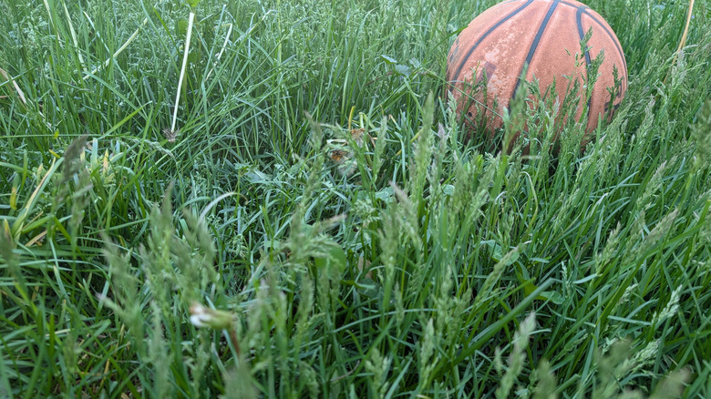 A basketball in a stretch of long grass.