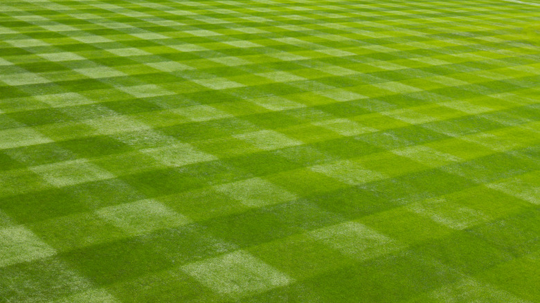 Freshly-mowed bright green grass with a checkerboard pattern