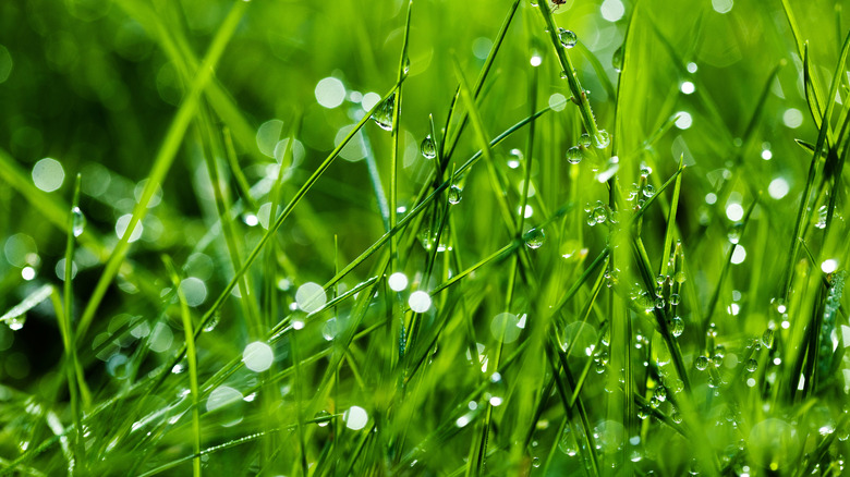 Bright green grass wet with dew