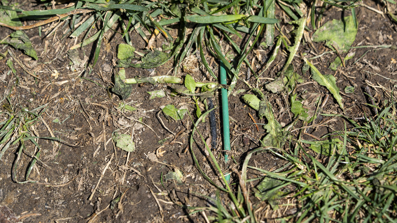 Robot lawn mower wires buried in the ground.