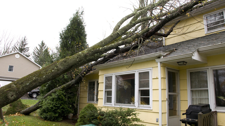 A yellow home with a large fallen tree draped over the roof