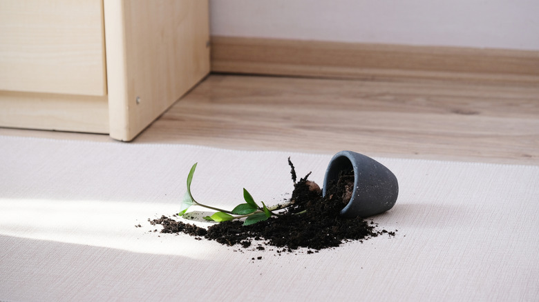 Knocked over plant with dirt on the carpet floor