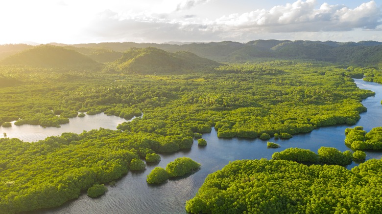 aerial forest and river shot