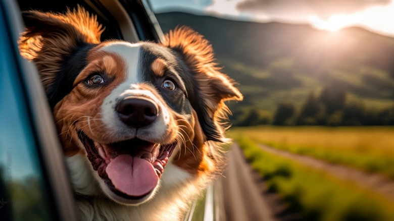 dog with head outside car