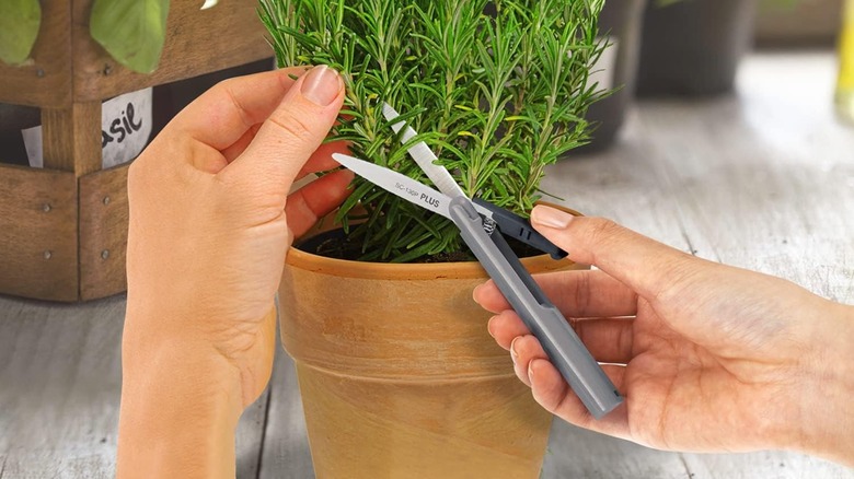 person using Compact Twigger Scissors on potted rosemary