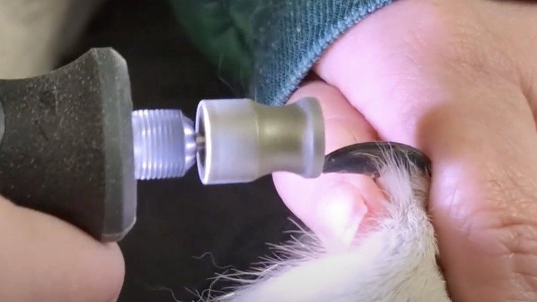 Grinding attachment on a dremel to grinding dog nails