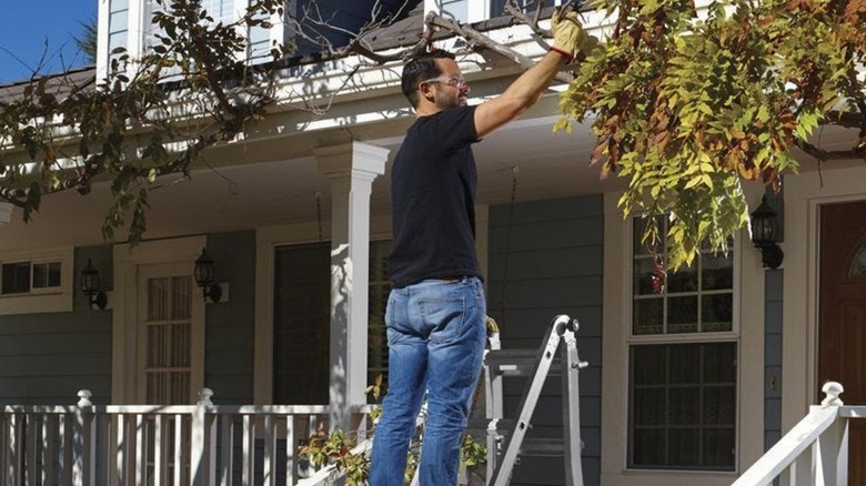 Man pulling branch from ladder