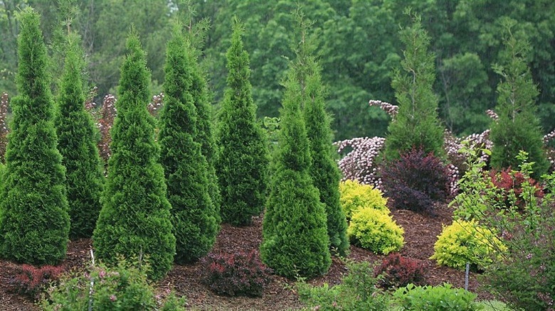 Green trees and bushes planted in a huge area.