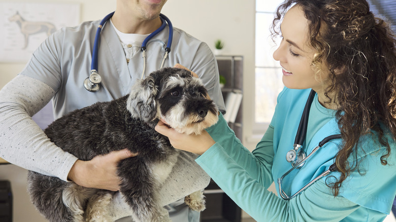 Two vets holding and petting an adult dog.