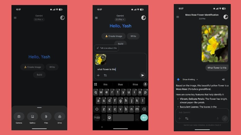 Identifying a flower on an Android phone using the Google Gemini app.