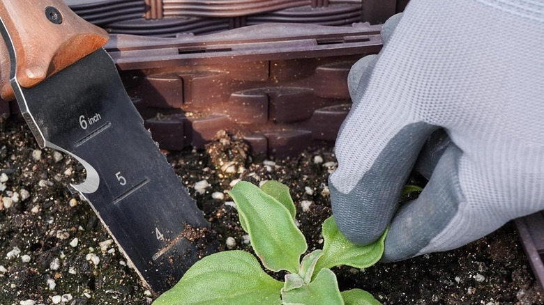 Perwin Hori-Hori Knife