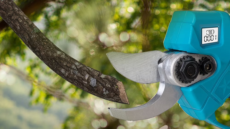 pruning shears used on branch