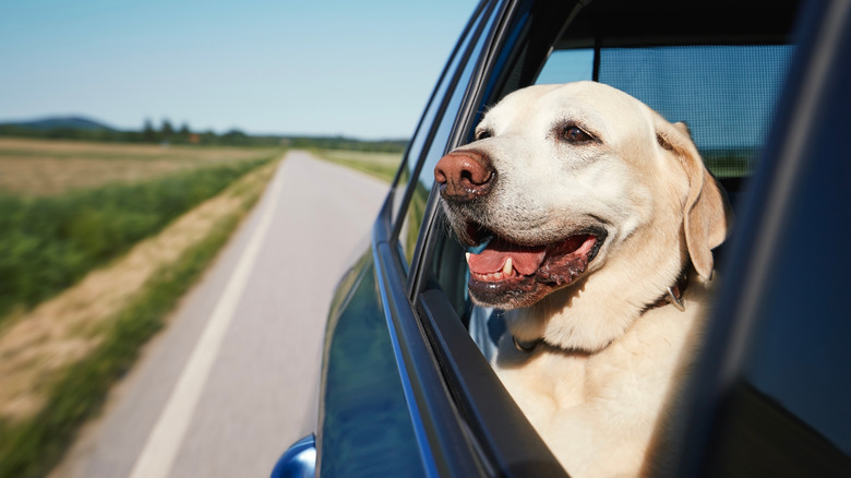 Dog happily looking out car window