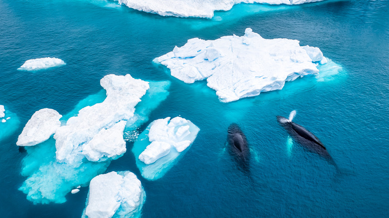 whales swimming by ice