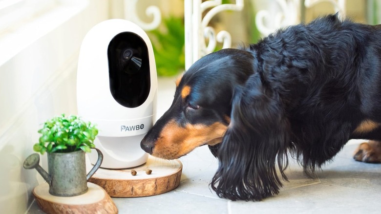 A long-haired Dachshund sniffing food next to a Pawbo camera