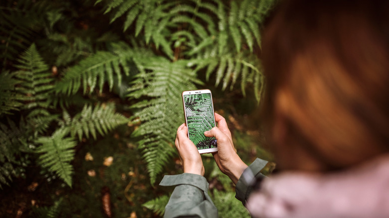 woman taking photos of ferns