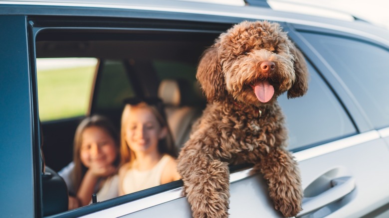 a dog leaning out of a car window