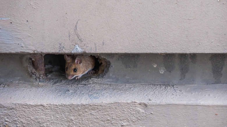 Mouse looking through hole in wall