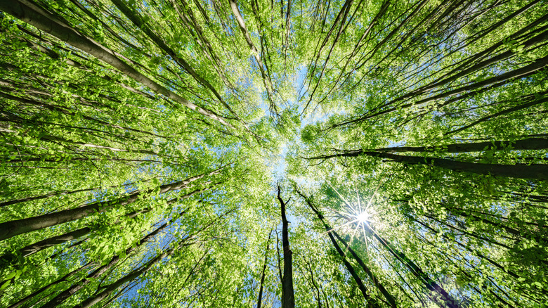 A view of treetops from the ground.