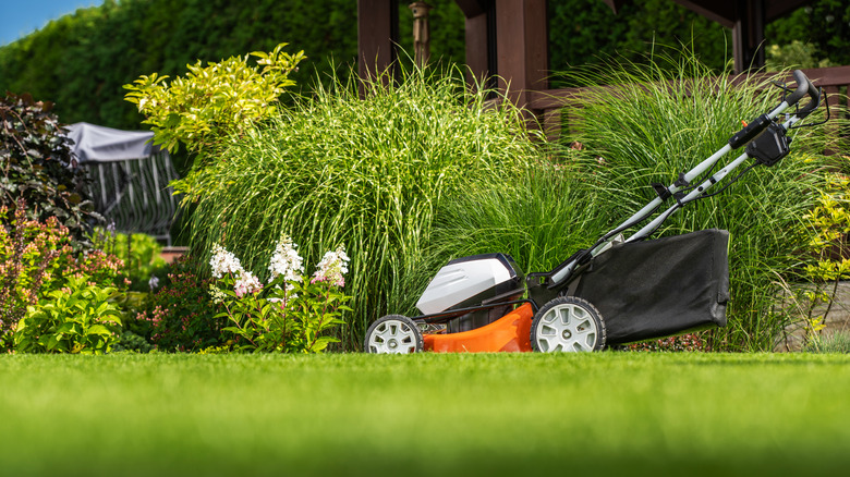 An electric mower parked in front of an overgrown bushel.
