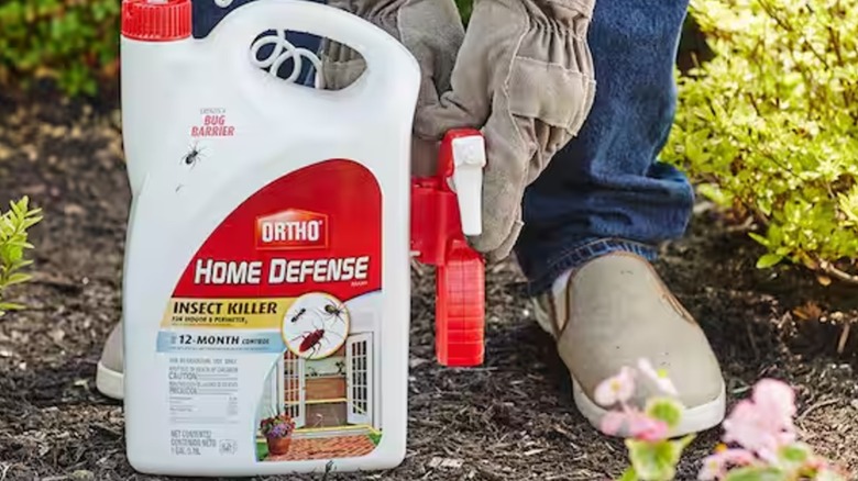 A person wearing gardening gloves spraying Ortho insect killer in their garden