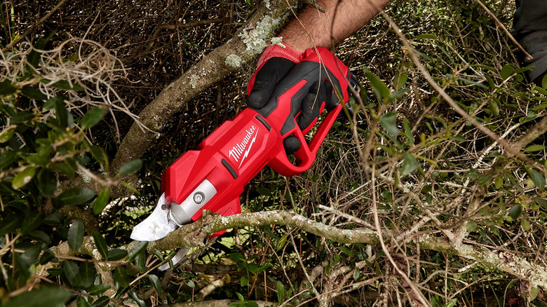 A man using pruning shears to cut a small tree branch.