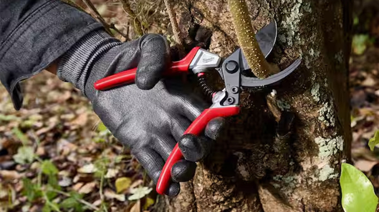 A person using a Milwaukee h and pruner to cut a small tree trunk