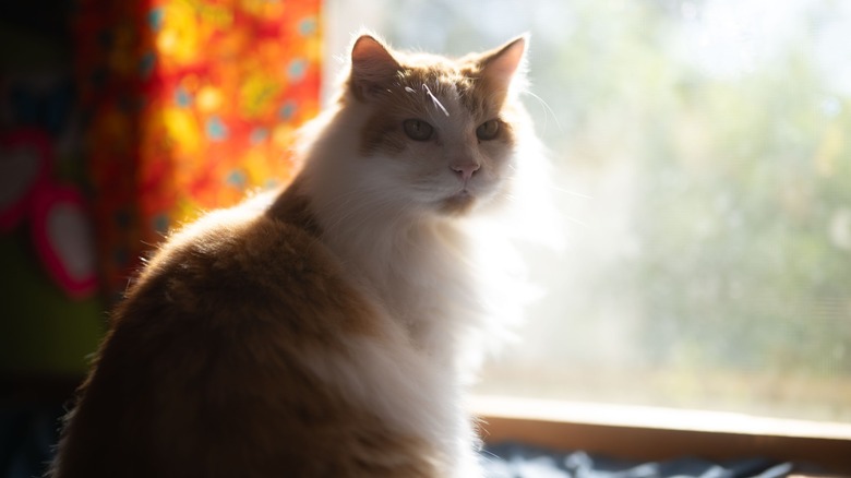 A cat sitting in front of a sunny window, captured with the PolarPro 135 series black mist filter.