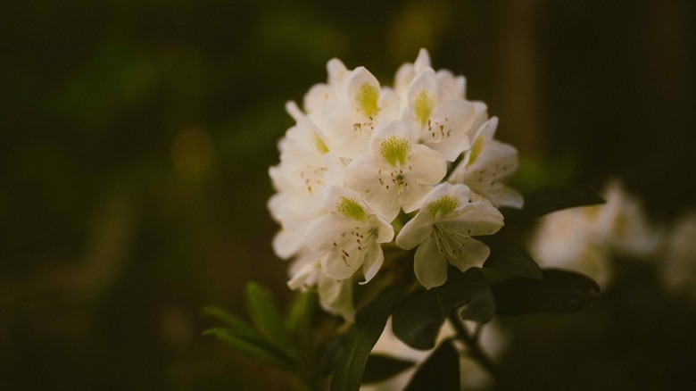 A photo of a rhododendron flower captured with the PolarPro CineGold filter and Portra 400 Cine preset.